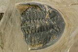 Bargain, Hollardops Trilobite - Foum Zguid, Morocco #363176-3